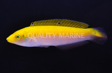 Canarytop Wrasse