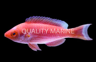 Marjorie's Fairy Wrasse