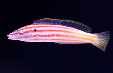 Red Cigar Wrasse, Juvenile