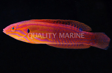 Elegant Coris Wrasse