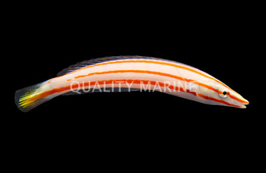 Pastel Ring Wrasse