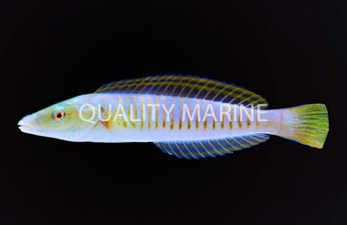 Pastel Ring Wrasse