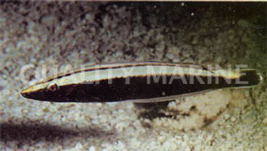 Ring Wrasse