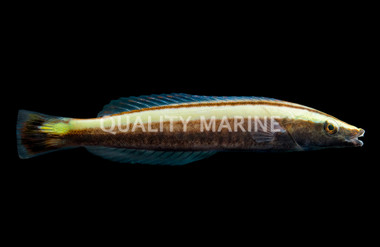 Ring Wrasse