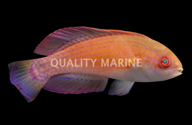 Red Sea Eightline Flasher Wrasse 
