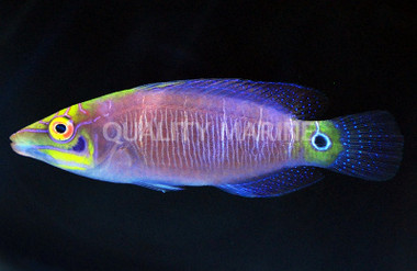 Mystery Wrasse
