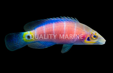 Mystery Wrasse