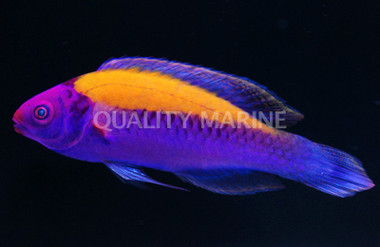 Orange Back Fairy Wrasse