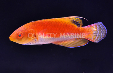 Whip Fin Fairy Wrasse