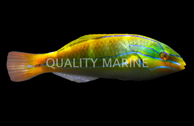 Red Shoulder Wrasse