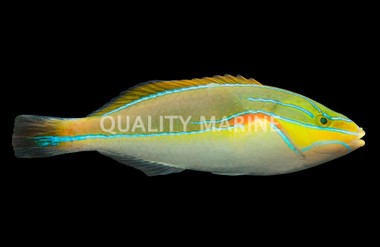 Red Shoulder Wrasse