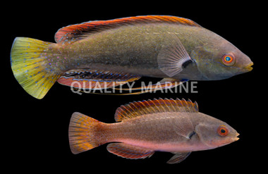 Fine Spotted Fairy Wrasse, Pair