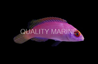 Blue Margin Fairy Wrasse, Female