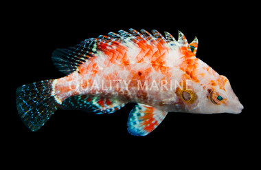 Cockerel Wrasse