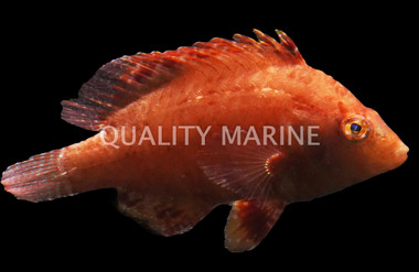 Cockerel Wrasse