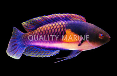 Blueside Fairy Wrasse, Male