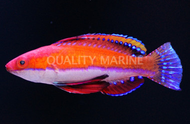 Ruby Longfin Fairy Wrasse