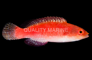 Red Fin Fairy Wrasse