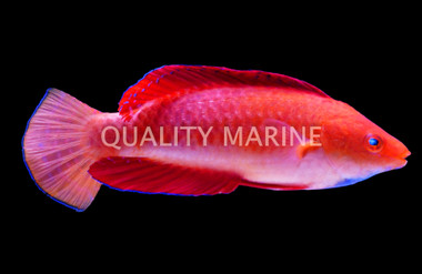 Red Fin Fairy Wrasse