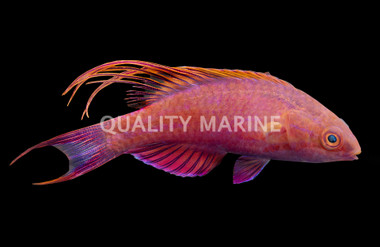 Blue Flasher Wrasse