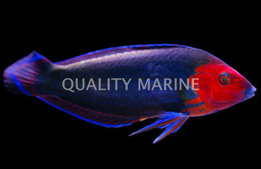Red Head Wrasse