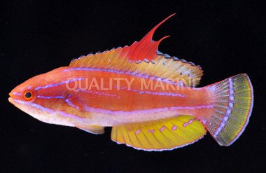 Yellowfin Flasher Wrasse