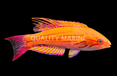 Yellowfin Flasher Wrasse