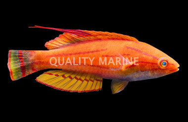 Yellowfin Flasher Wrasse
