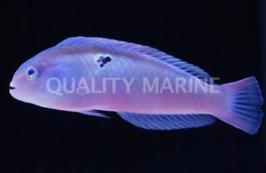 Halstead's Wrasse