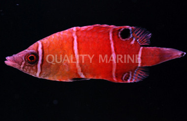 Tanaka's Pygmy Possum Wrasse