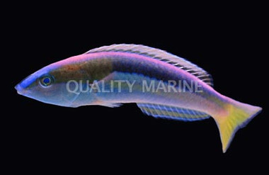Kaleido's Wrasse