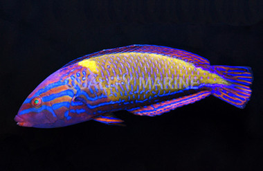 Blue Striped Tamarin Wrasse, Male