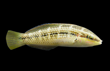 Pearly Spotted Wrasse