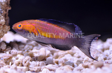 Lunate Fairy Wrasse, Male