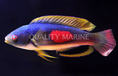 Scott's Velvet Fairy Wrasse