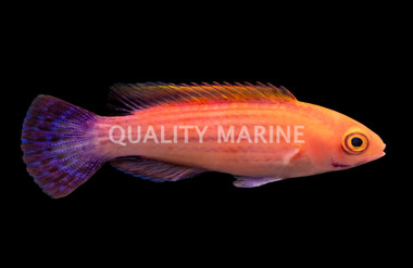 Earle's Fairy Wrasse, Male
