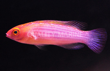 Earle's Fairy Wrasse, Male