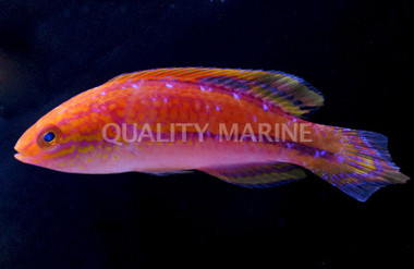 Splendid Pintail Fairy Wrasse, Male