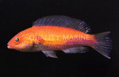 Lunate Fairy Wrasse, Male