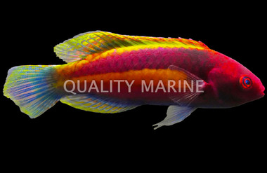 Yellow Band Fairy Wrasse
