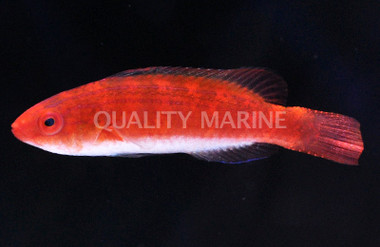 Naoko's Fairy Wrasse