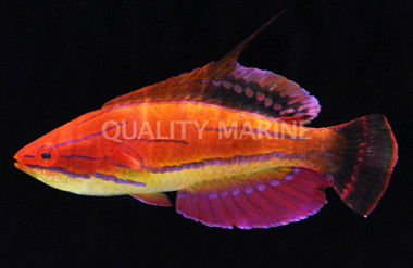 McCosker's Flasher Wrasse, cf African :: 33802