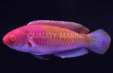 Ruby Head Fairy Wrasse