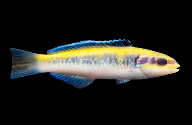 Bluehead Wrasse, Juvenile