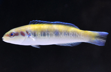 Bluehead Wrasse, Juvenile