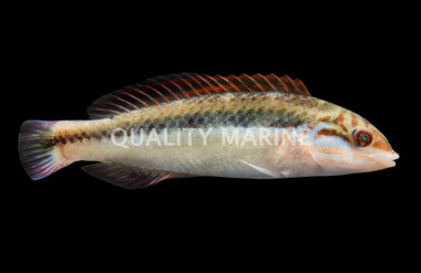 Clown Wrasse, Juvenile