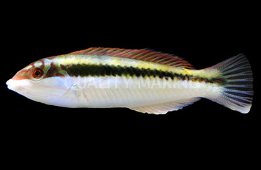 Clown Wrasse, Juvenile