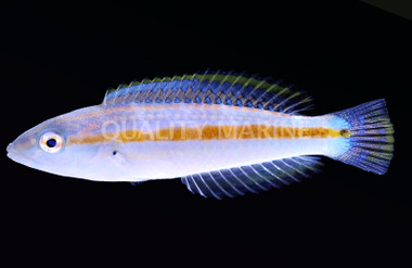Pelicieri Wrasse
