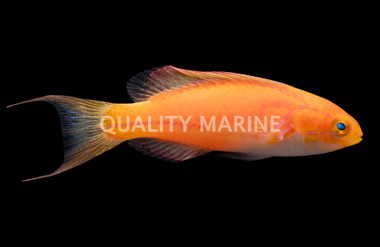 Johnsoni Fairy Wrasse, Male