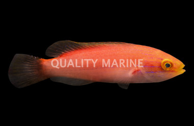 Katoi Fairy Wrasse 